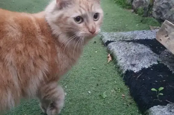 Chaton crème trouvé, Le Cannet - photo