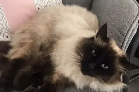 Chatte siamoise perdue à Lahourcade - photo