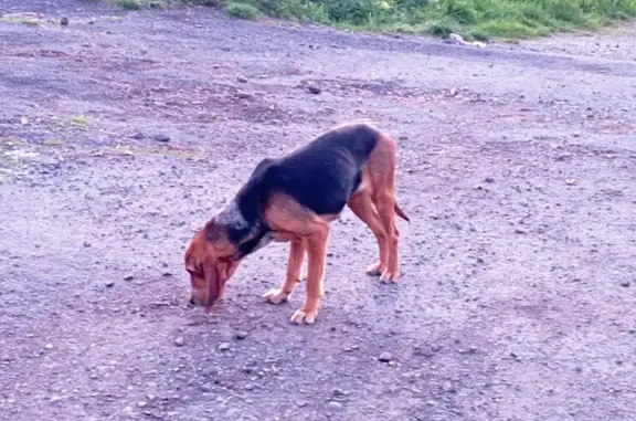 Chien perdu près du Crest - photo