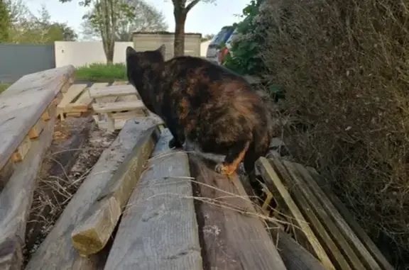 Chat trouvé , photo: Chatte écaille trouvée à Montaigu