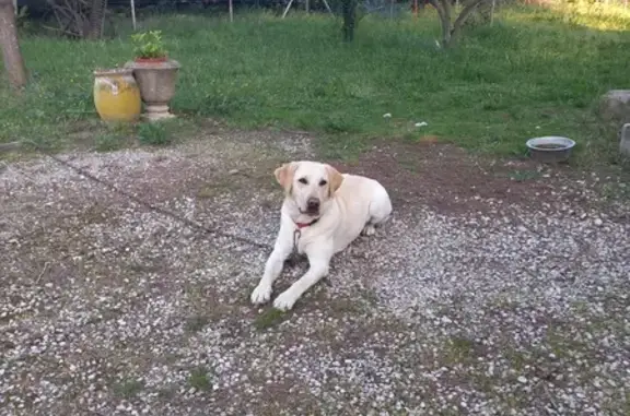 Labrador femelle perdu à Pernes - photo
