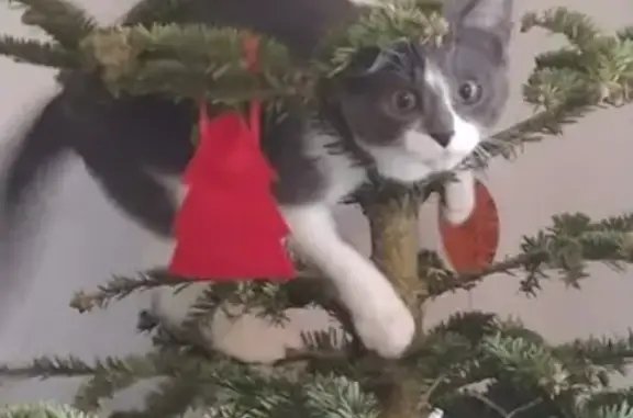 Animaux perdus , photo: Chaton gris-blanc perdu à Tregana