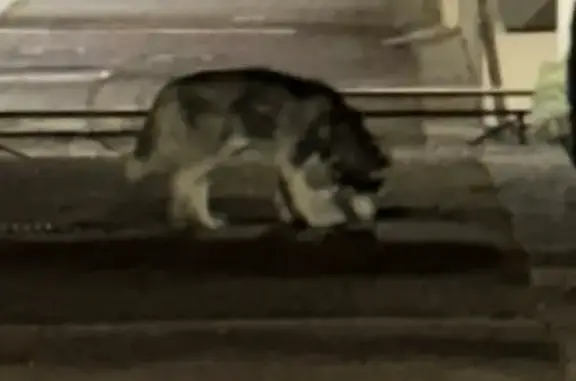 Chien perdu - Fuyant, Av. Cézanne - photo