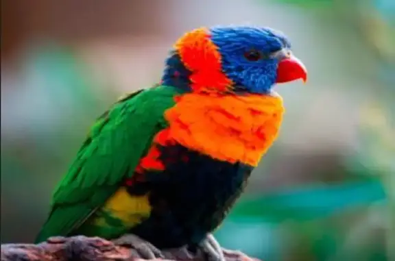 Lost Lorikeet Babba in Epping - Help Find Him!