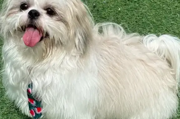 Lost White Shih Tzu in Spring Valley - Help!