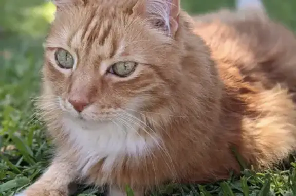 Lost Ginger Cat in Bentleigh East - Help!