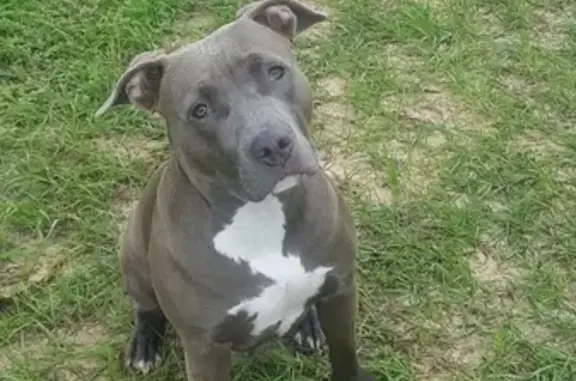 Lost Blue Nose Pitbull - County Rd 446, TX