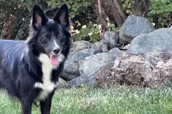 Lost Black & White English Shepherd - Kamiah!