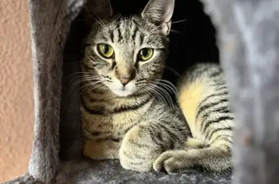 Lost Tiger Cat in Hermon - Help Find Her!
