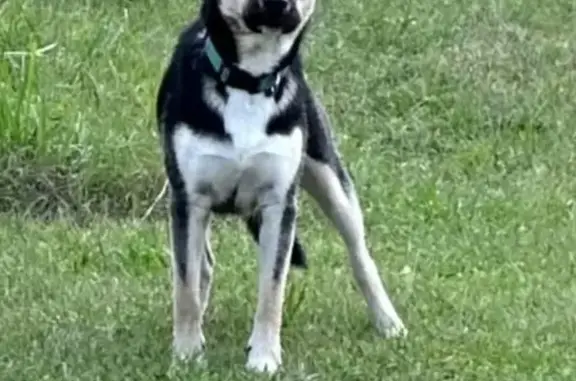 Lost Schnauzer/Beagle Mix in Pearland - Help!