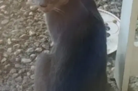 Animaux trouvés Sainte-Florine, photo: Chat affectueux trouvé, Rue de Belgique