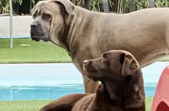 Animaux perdus Six-Fours-les-Plages, photo: Alerte: Deux Chiennes Perdues