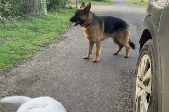 Deux chiens perdus à Saint-Thuriau - photo