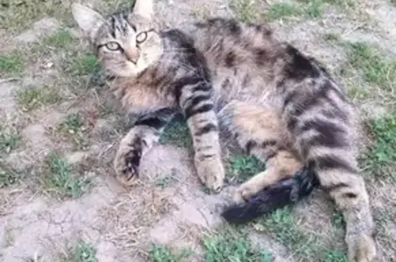 Chat perdu, Saint-Pierre-en-Val, photo: Chatte perdue: Crevette, 2,5 ans