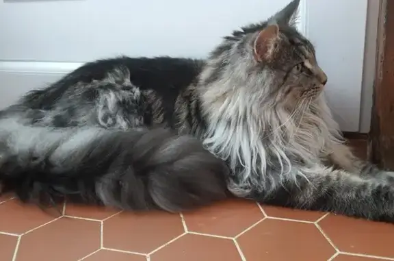 Chat perdu, , photo: Chat Maine-Coon perdu - Grossoeuvre