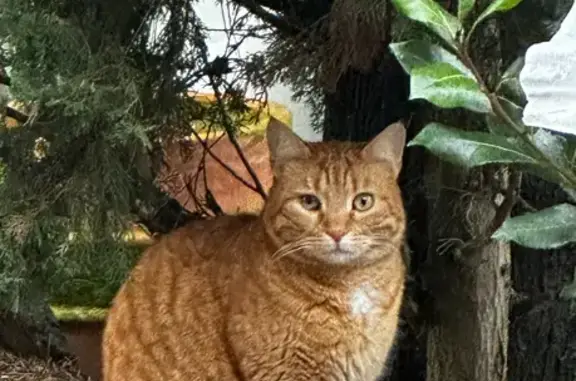 Chat perdu, , photo: Chat roux perdu à Cosnac - RIO