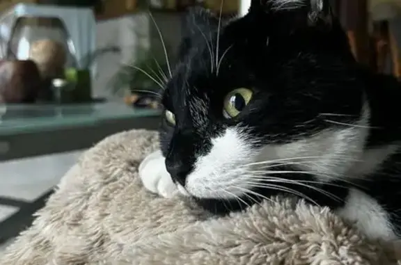 Animaux perdus Flers, photo: Chat noir et blanc perdu à Flers