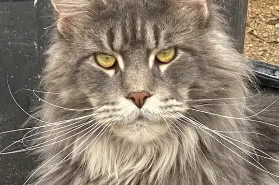 Chat perdu, Bargemon, photo: Chat Maine Coon perdu à Bargemon