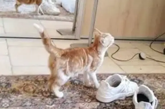 Chat trouvé , photo: Chaton roux et blanc trouvé