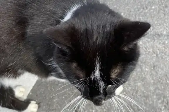 Chat noir et blanc blessé trouvé