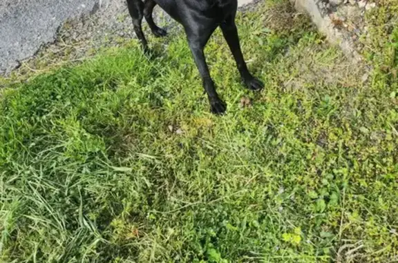Chien trouvé à Paris, récupéré - photo