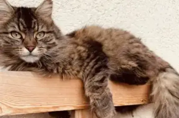 Chatte européenne perdue à Brou - photo