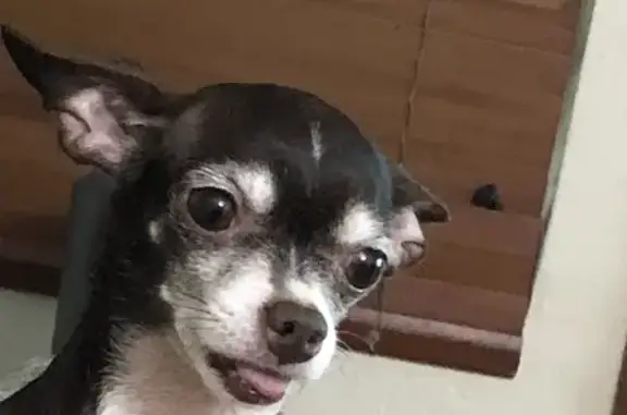 Lost Senior Chihuahua Niky - Help Find Her!