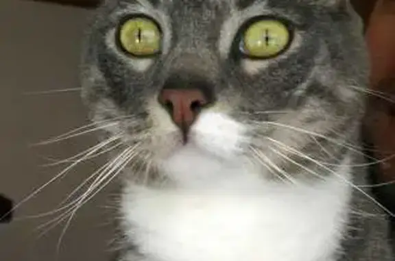 Chat perdu, Le Grand-Lemps, photo: Chat tigré perdu au Grand-Lemps