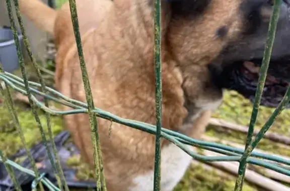 Chien Leonberger trouvé près de Cesson - photo