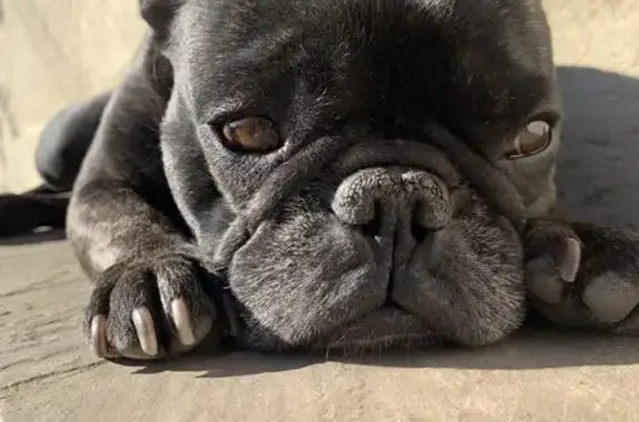Animaux perdus Gambais, photo: Bouledogue perdu à Gambais