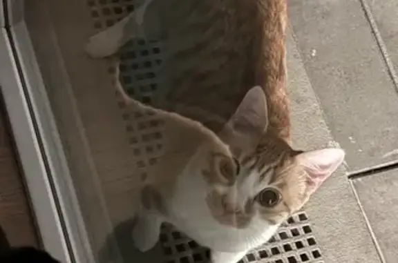 Chatte tigrée trouvée à Lille - photo
