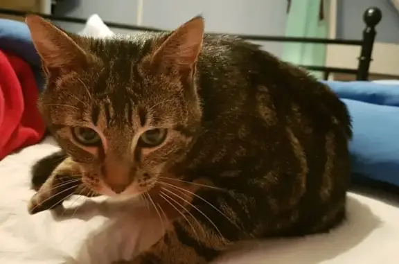 Animaux perdus , photo: Chat noir tigré perdu à Louverné