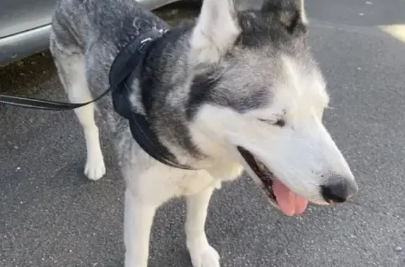Chien trouvé Hautmont, photo: Husky gris amical trouvé à Hautmont