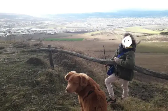 Animaux perdus Cournon-d'Auvergne, photo: Alerte: Ulysse, chien perdu!