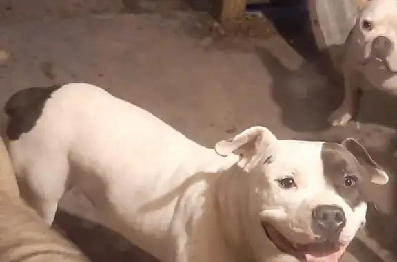 Lost Bull Terrier: White with Eye Patch!