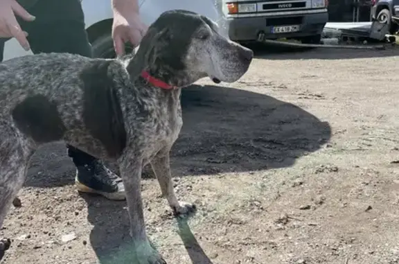 Chienne Braque retrouvée affamée - photo