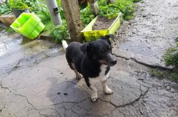 Chien croisé trouvé à Sommery - photo