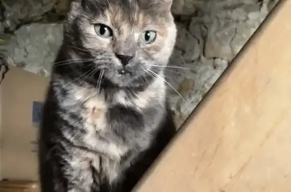 Chat écaille trouvé à Riantec - photo