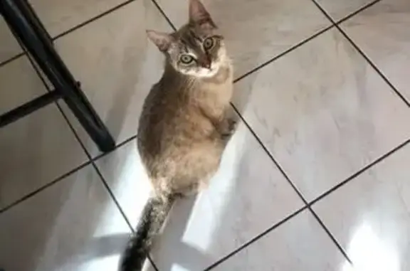 Animaux perdus Anglet, photo: Choupi, Chatte Perdue à Anglet