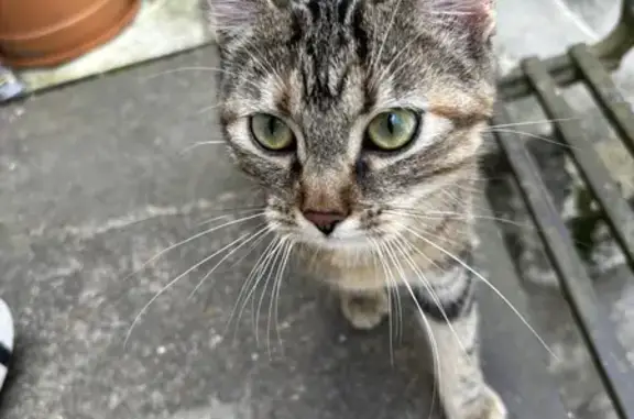 Chat trouvé à Blois, affamé - photo