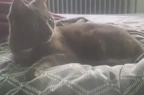 Animaux trouvés Seingbouse, photo: Chat gris mâle perdu à Seingbouse