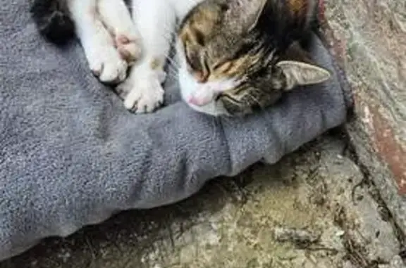 Chaton tricolore perdu à Montcy - photo