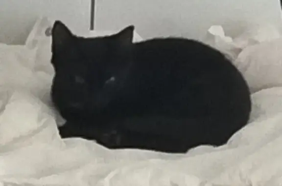 Chaton noir Ulysse perdu - photo