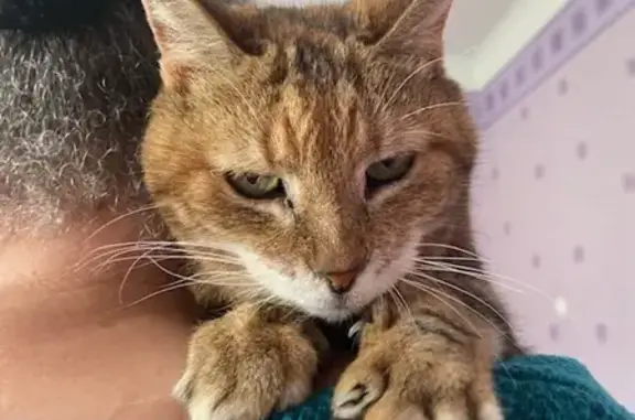 Chatte Praline trouvée à Boulazac - photo
