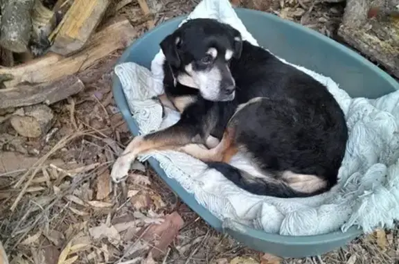 Chien trouvé , photo: Chat trouvé près de Beaumont