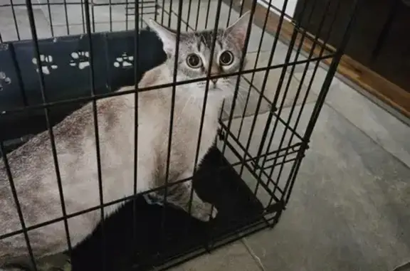 Chat castré trouvé à Brasles - photo