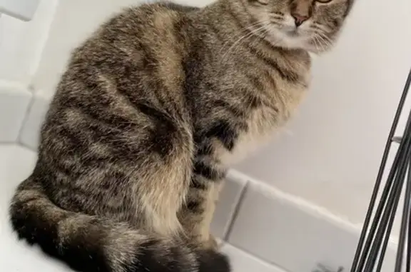 Chat perdu, , photo: Chatte Nala perdue à Trégueux