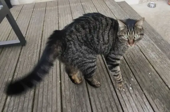 Chat tigré sociable trouvé à Montaigu - photo