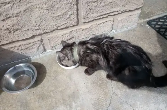 Chat trouvé Vic-le-Comte, photo: Chat noir et blanc perdu, Vic-le-Comte