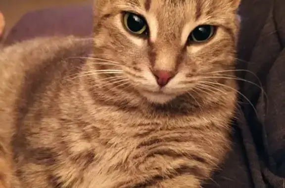 Animaux perdus Veigy-Foncenex, photo: Chat disparu Garçon, Veigy-Foncenex (fl502180)